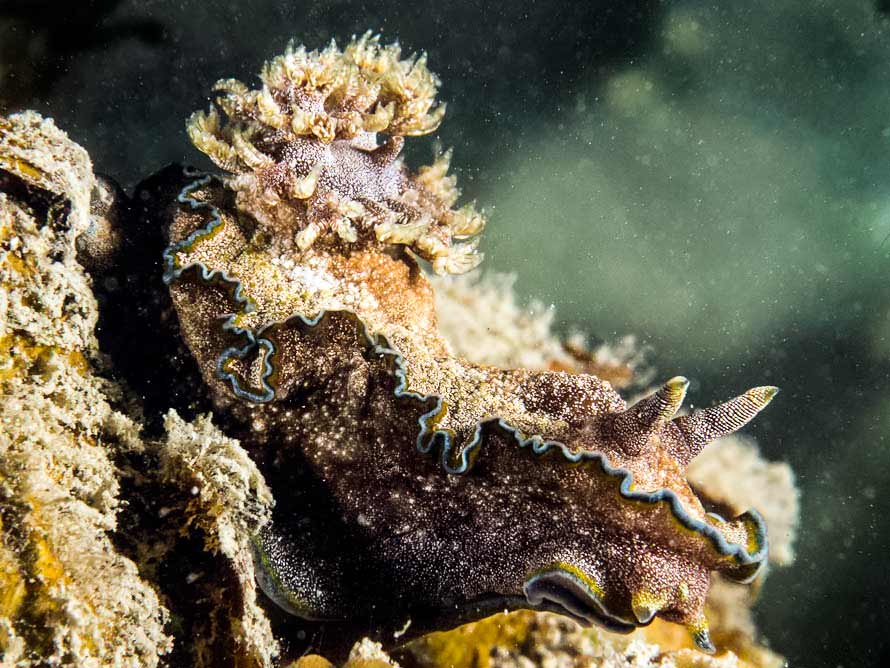 Glossodoris cincta